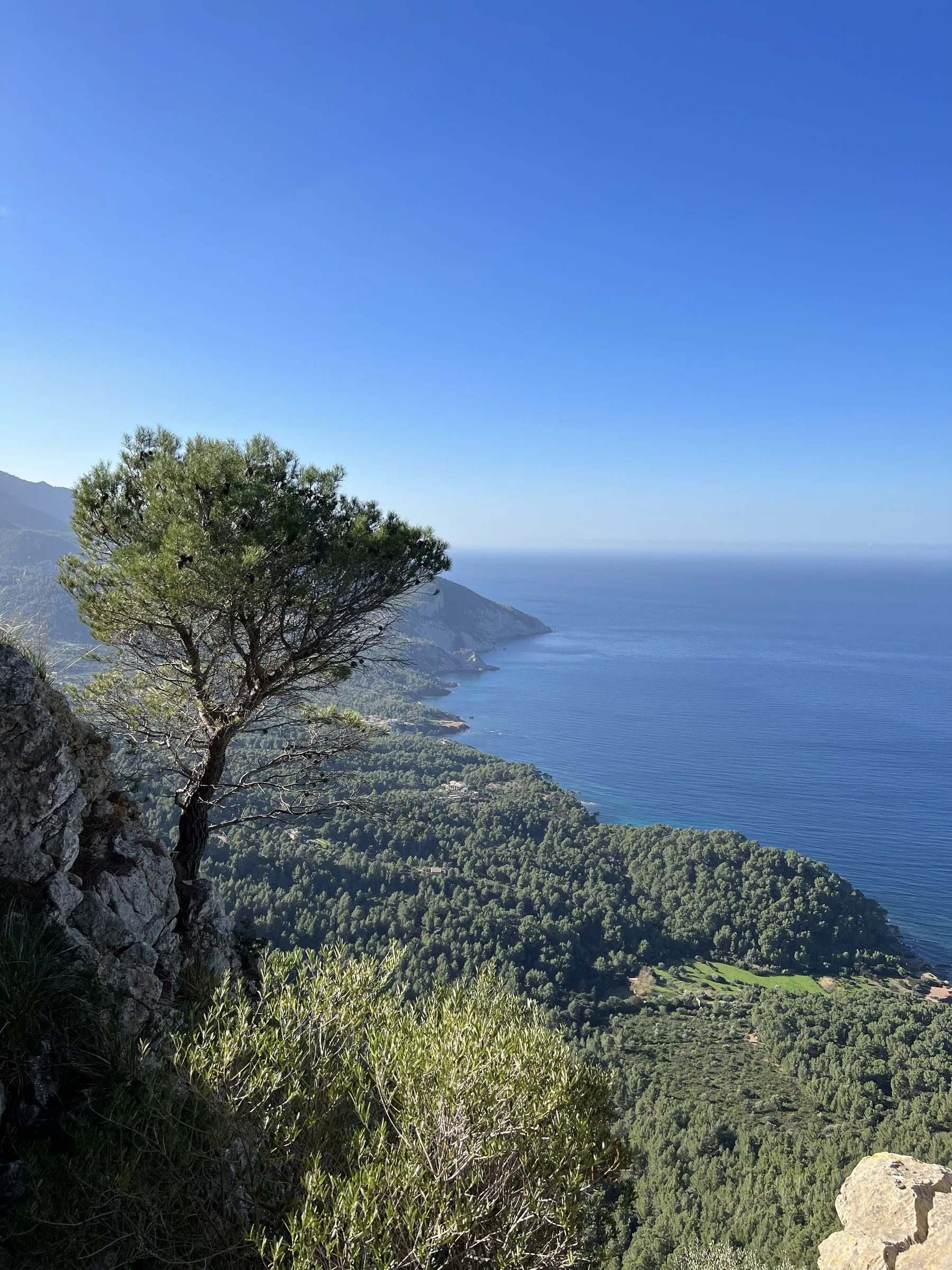 Eine Kiefer am Rand der Steilküste von Banyalbufar, dahinter die Bucht und bewaldete Hänge