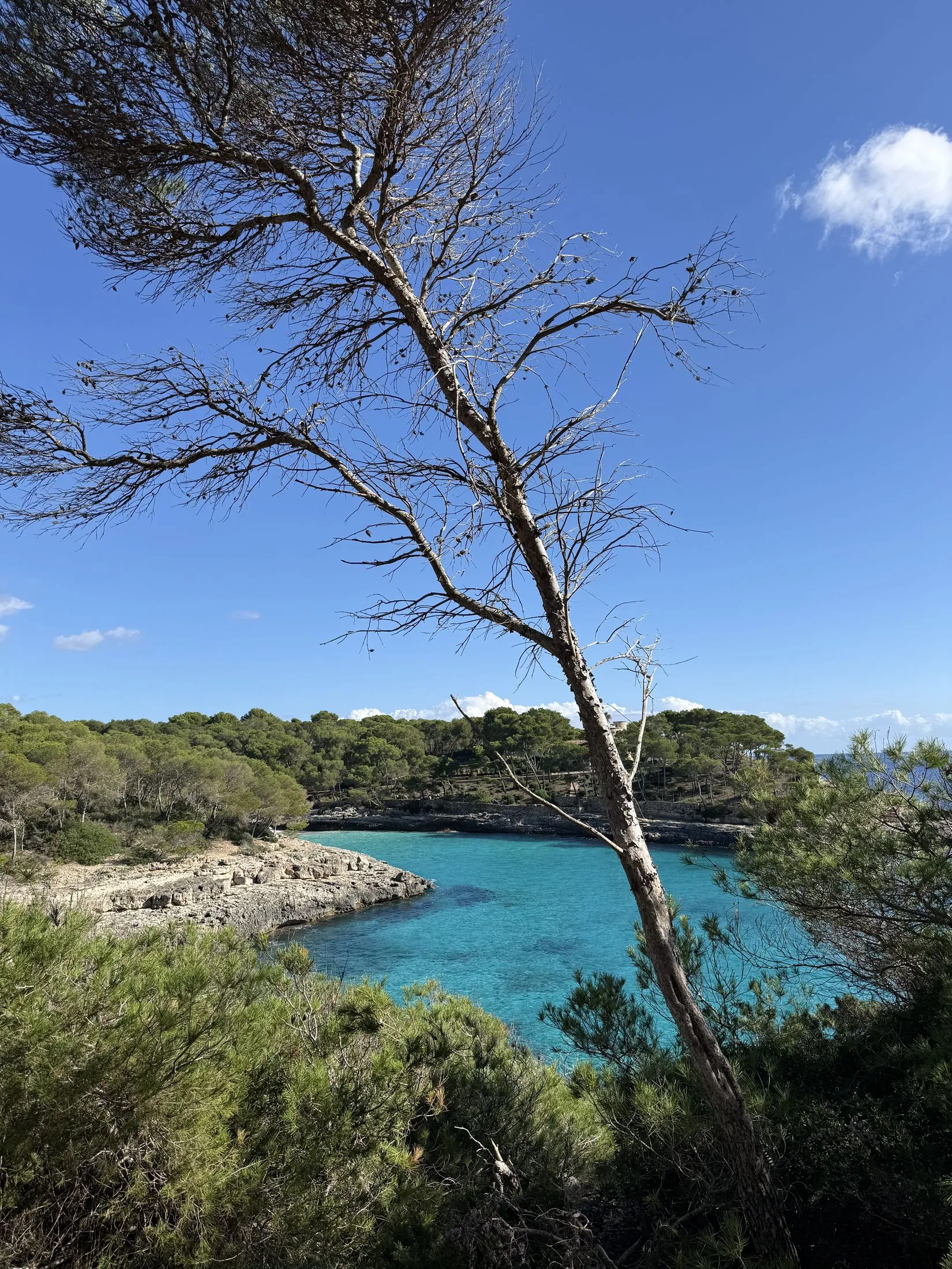 Een den die over het turquoise water van de baai van Mondragó hangt.